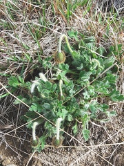 Papaver microcarpum