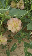 Tripterocalyx carneus