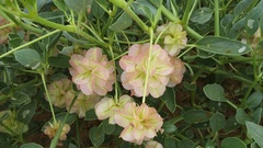 Tripterocalyx carneus