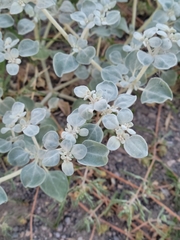Tidestromia suffruticosa