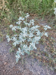 Tidestromia suffruticosa
