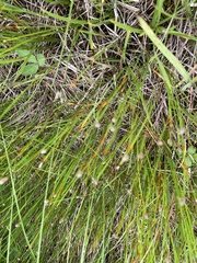 Trichophorum alpinum