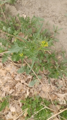 Sisymbrium irio