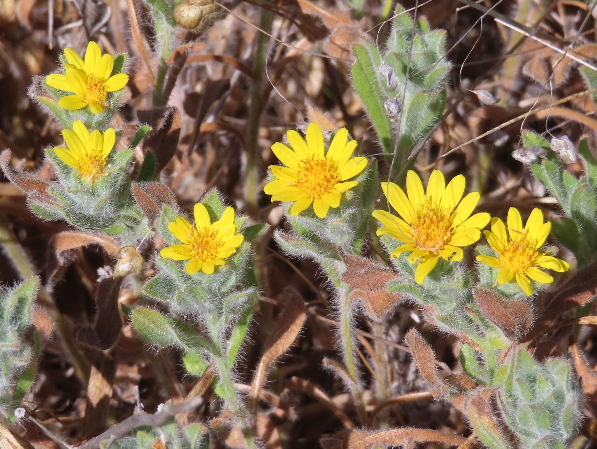Heterotheca sessiliflora