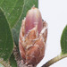 Torpedo Gall Wasp - Photo (c) Antoine Guiguet, some rights reserved (CC BY), uploaded by Antoine Guiguet