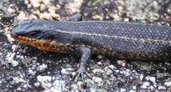 Trachylepis mlanjensis