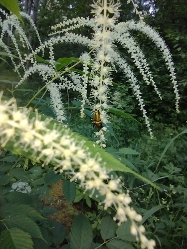 adéla De Geerova (Nemophora degeerella)