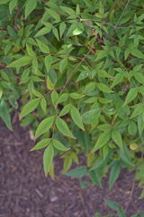 Nandina domestica