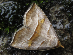 Paragabara flavomacula