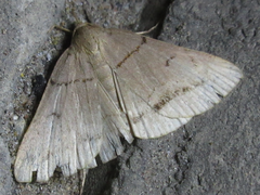 Zanclognatha griselda