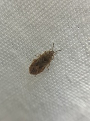 Chilacis typhae