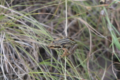 Rana amurensis