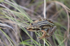 Rana amurensis