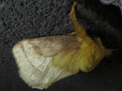 Narosoideus flavidorsalis