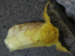Narosoideus flavidorsalis