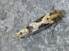 Morophagoides moriutii