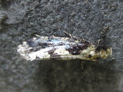 Morophagoides moriutii