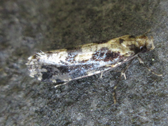 Morophagoides moriutii