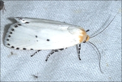 Cryptophasa delocentra