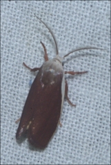 Cryptophasa citrinopa