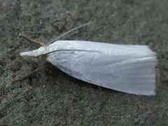 Pseudocatharylla simplex