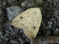 Anachrostis nigripunctalis