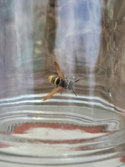 Pachodynerus guadulpensis