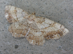 Polymixinia appositaria