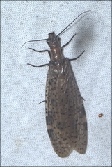 Archichauliodes guttiferus