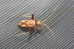 Phytocoris varipes