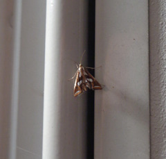 Chrysendeton imitabilis