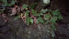 Tectaria zeilanica