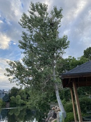 Populus deltoides