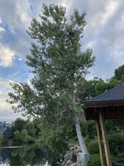 Populus deltoides