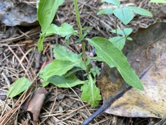 Epilobium lanceolatum