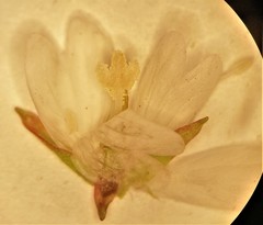 Epilobium lanceolatum