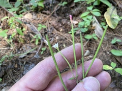 Epilobium lanceolatum
