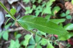 Epilobium lanceolatum