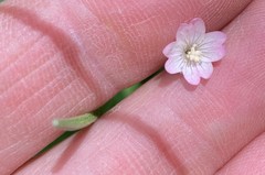 Epilobium lanceolatum