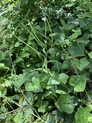 Epilobium lanceolatum