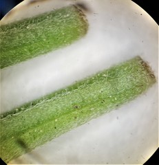 Epilobium lanceolatum