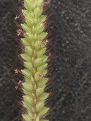 Setaria pumila