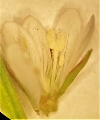 Epilobium lanceolatum