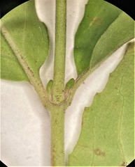 Epilobium lanceolatum