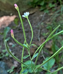 Epilobium lanceolatum