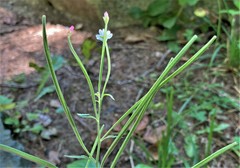 Epilobium lanceolatum