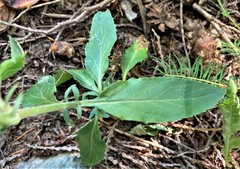 Epilobium lanceolatum