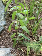 Epilobium lanceolatum