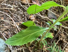 Epilobium lanceolatum