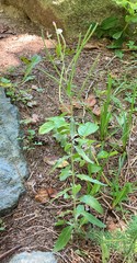 Epilobium lanceolatum